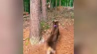 Hund jagt Hirsch und kassiert prompt Retourkutsche