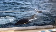 Jacht schippert vor Gibraltar – dann greifen 30 Orcas an