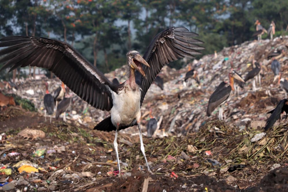 Marabus auf einer Müllkippe in Indien.