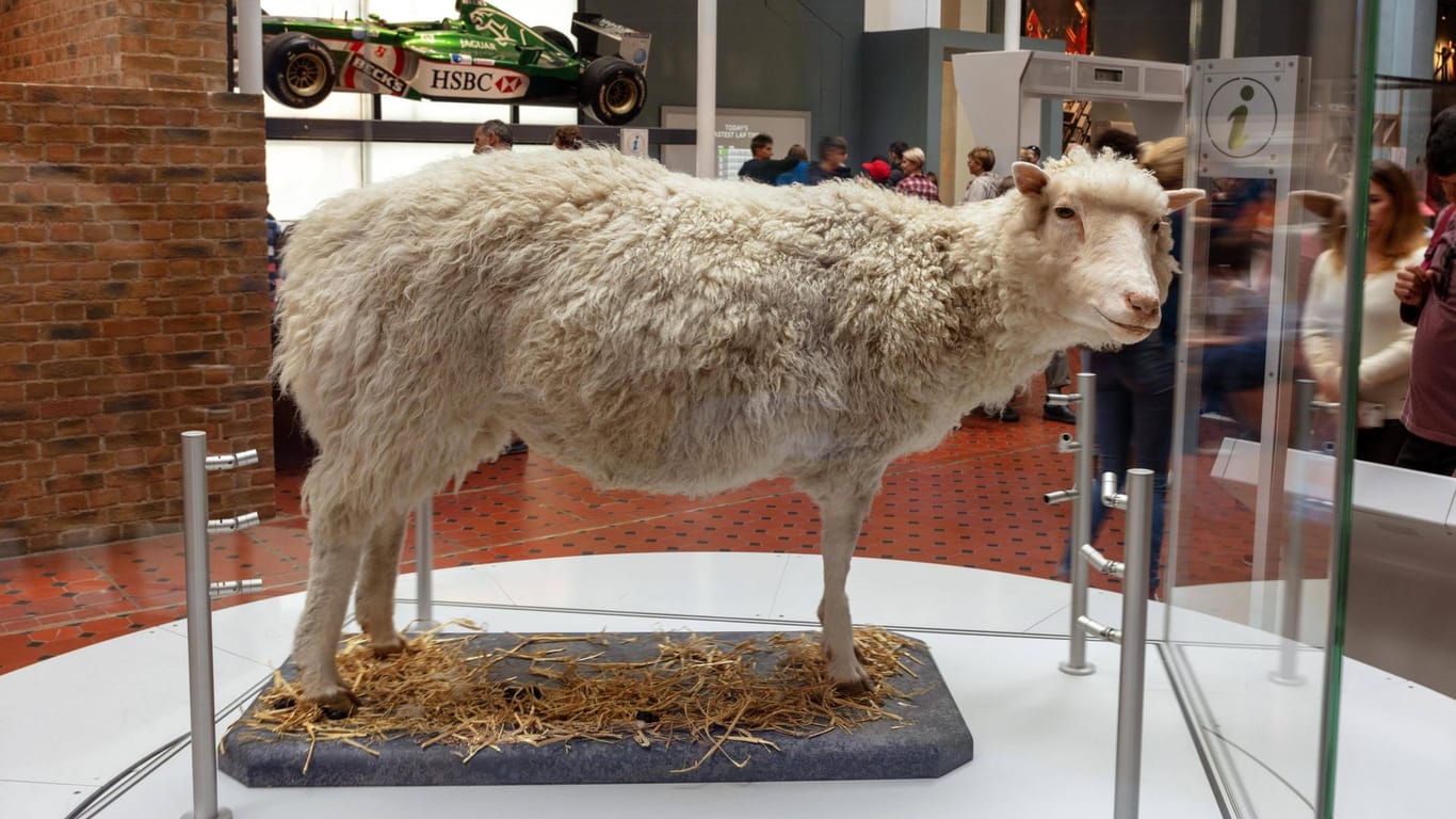 Schaf Dolly ist das erste geklonte Säugetier. Ausgestopft ist es im Royal Museum in Edinburgh zu bestaunen.