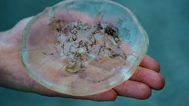 Ein Mann hält am Ufer der Kieler Förde eine Qualle in der Hand: An einigen Ostseestränden gibt es in diesem Sommer viele Quallen – und nicht nur harmlose wie Rippen- und Ohrenquallen.