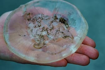 Ein Mann hält am Ufer der Kieler Förde eine Qualle in der Hand: An einigen Ostseestränden gibt es in diesem Sommer viele Quallen – und nicht nur harmlose wie Rippen- und Ohrenquallen.