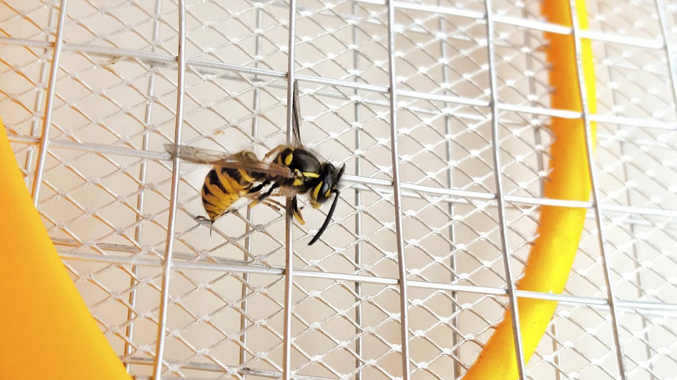 Elektrische Fliegenklatsche: Die Wespe wurde durch einen Stromschlag getötet.