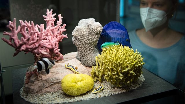 Schön – und bedroht: Das Übersee-Museum in Bremen bietet derzeit eine Ausstellung zu Korallenriffen an.