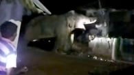 Elefant greift Haus an – Anwohner in Panik