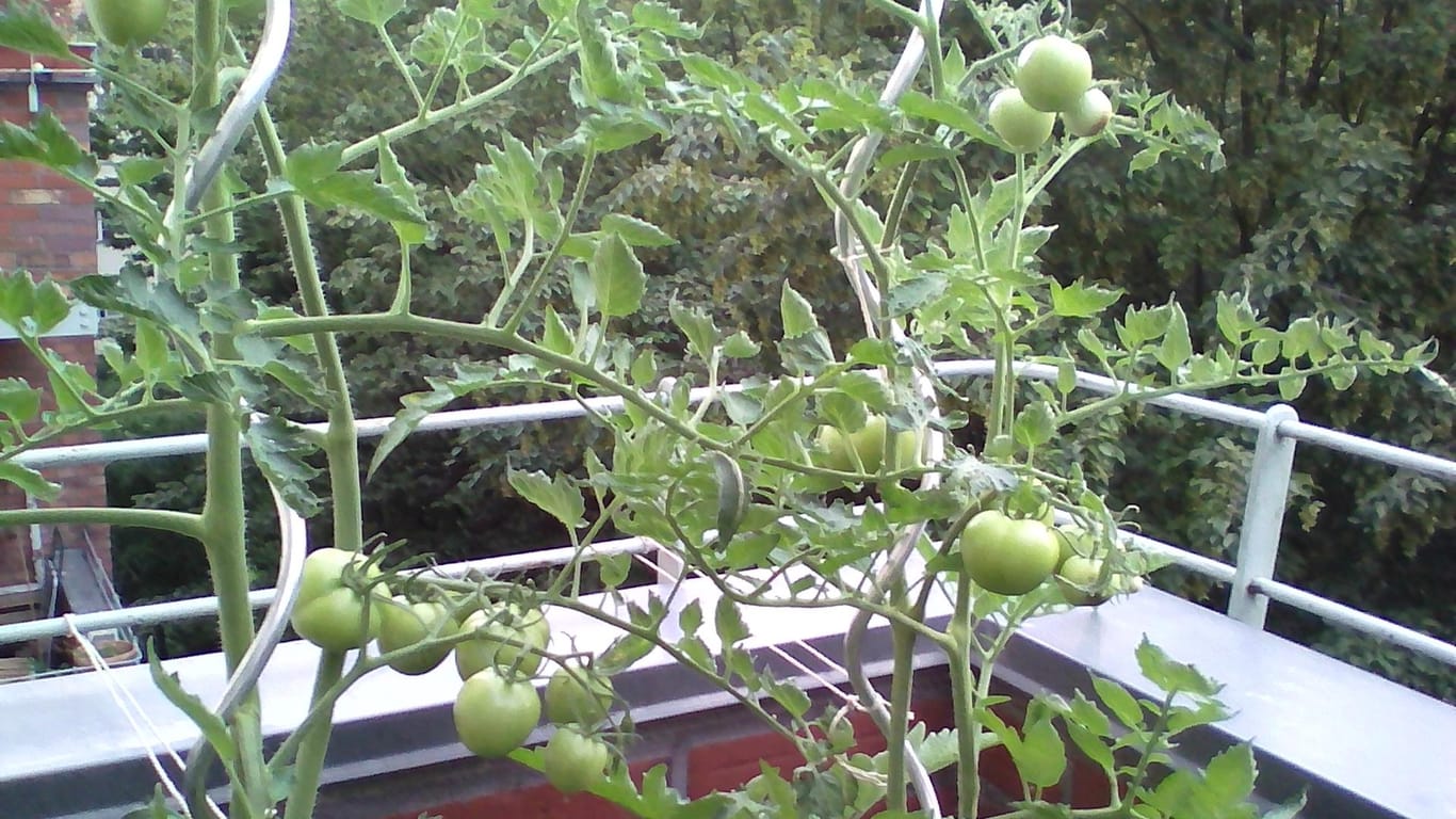Tomaten in Kübeln: Die Pflanzen schlängeln sich an den Spiralstäben hoch und tragen bereits Früchte.