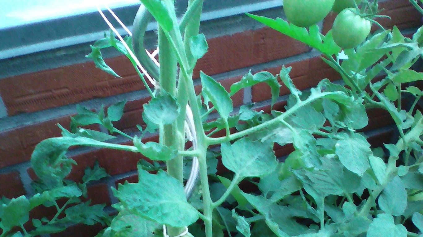 Tomaten in Kübeln: Einige Pflanzenblätter, besonders im oberen Drittel, kräuseln sich.