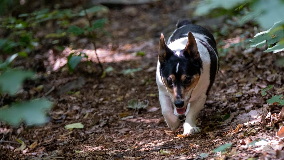 Attila bei einer Wanderung im Thüringer Wald 2021.