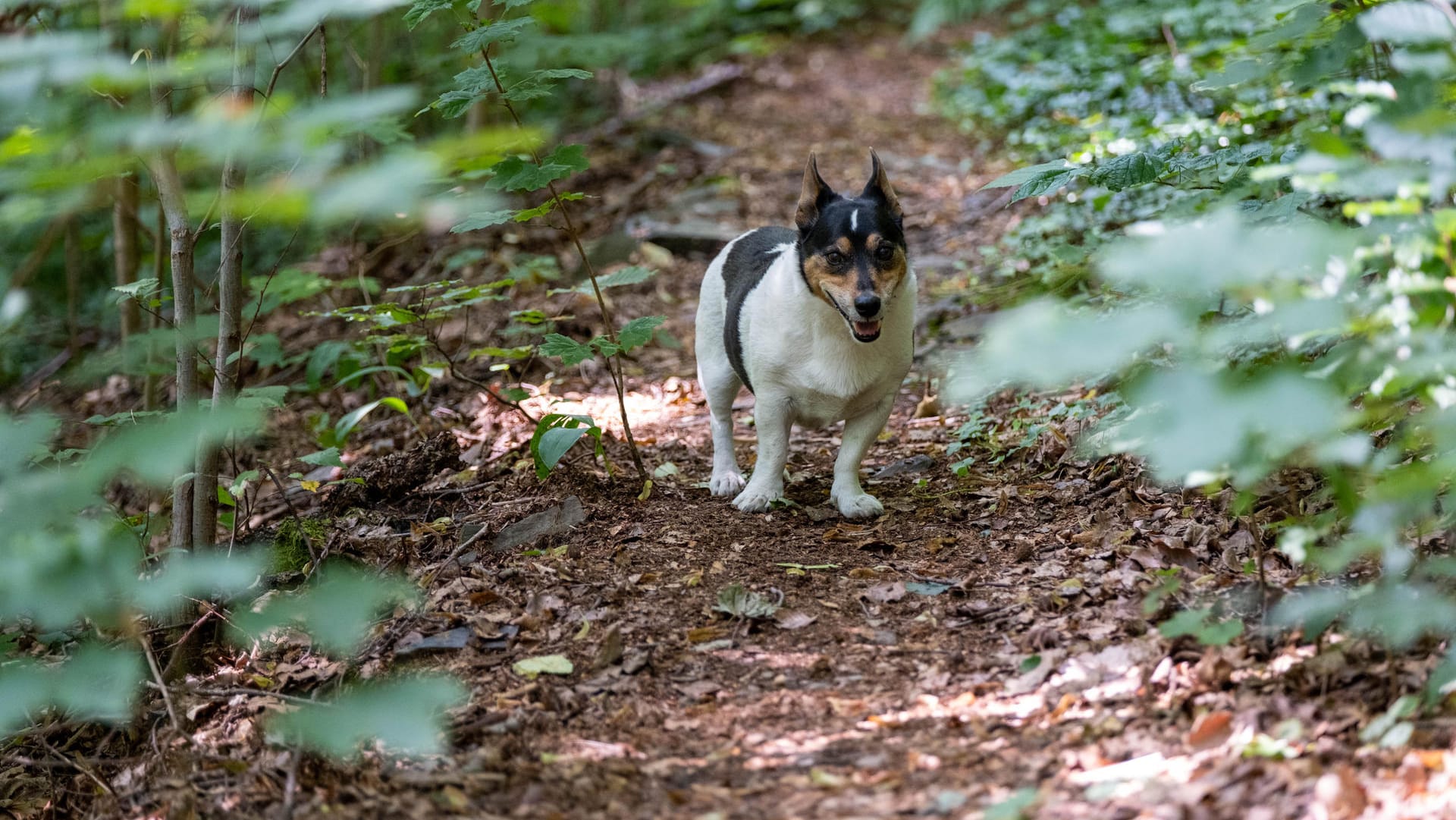 Der Hund der Familie Ramelow: Attila darf mit in die Staatskanzlei in Erfurt und hatte zwischenzeitlich einen eigenen Twitter-Account.