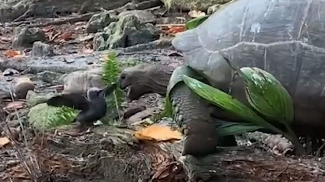 Eine ungewöhnliche Jagd-Szene spielt sich hier ab. Über 7 Minuten jagt die Riesenschildkröte einen Jungvogel.