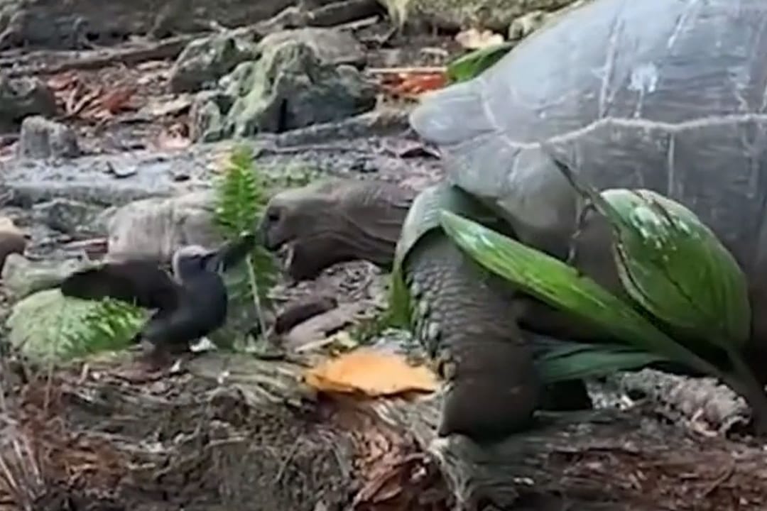 Eine ungewöhnliche Jagd-Szene spielt sich hier ab. Über 7 Minuten jagt die Riesenschildkröte einen Jungvogel.