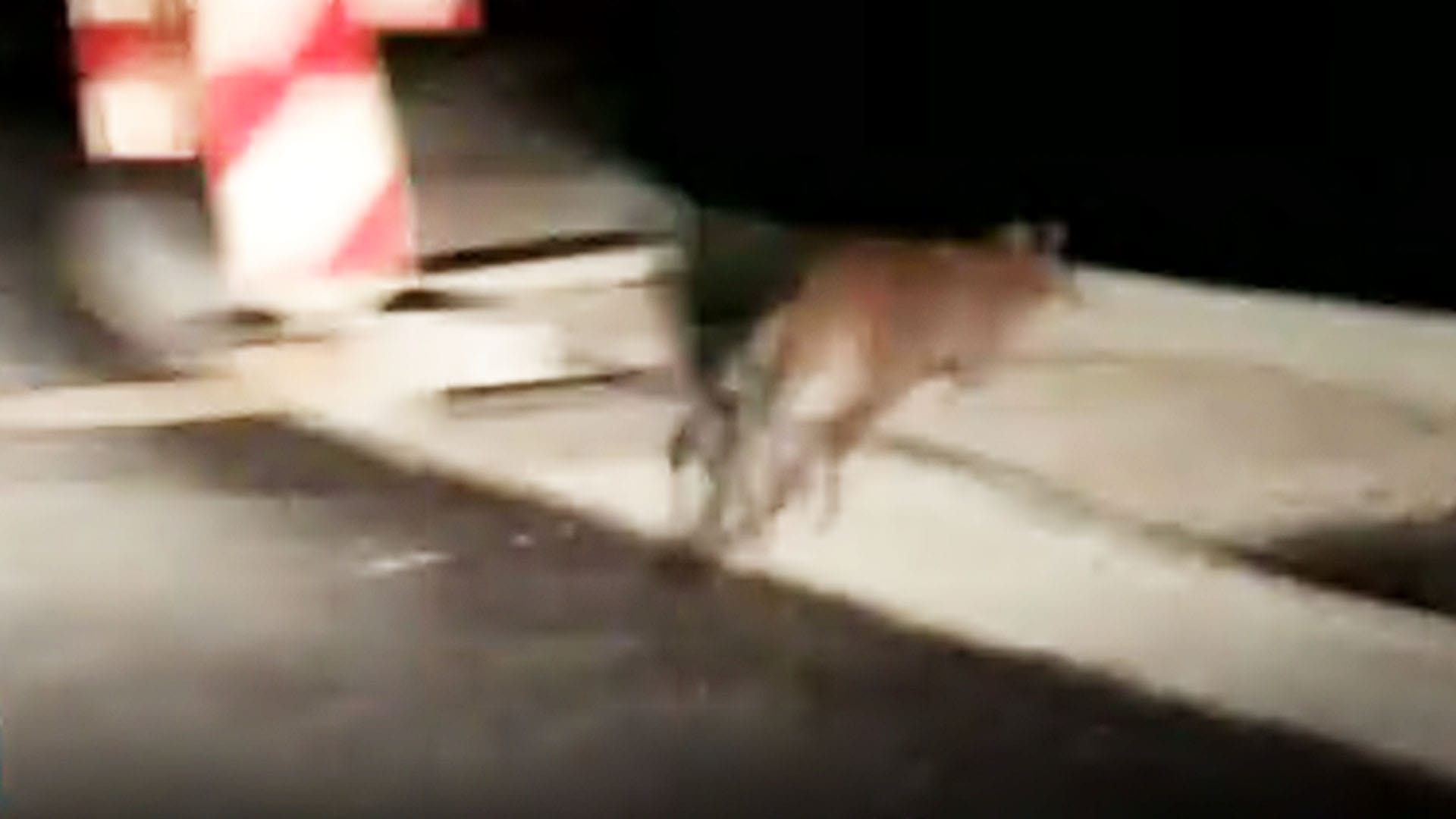 Ein Känguru in Bayern. Ein Känguru in Bayern.