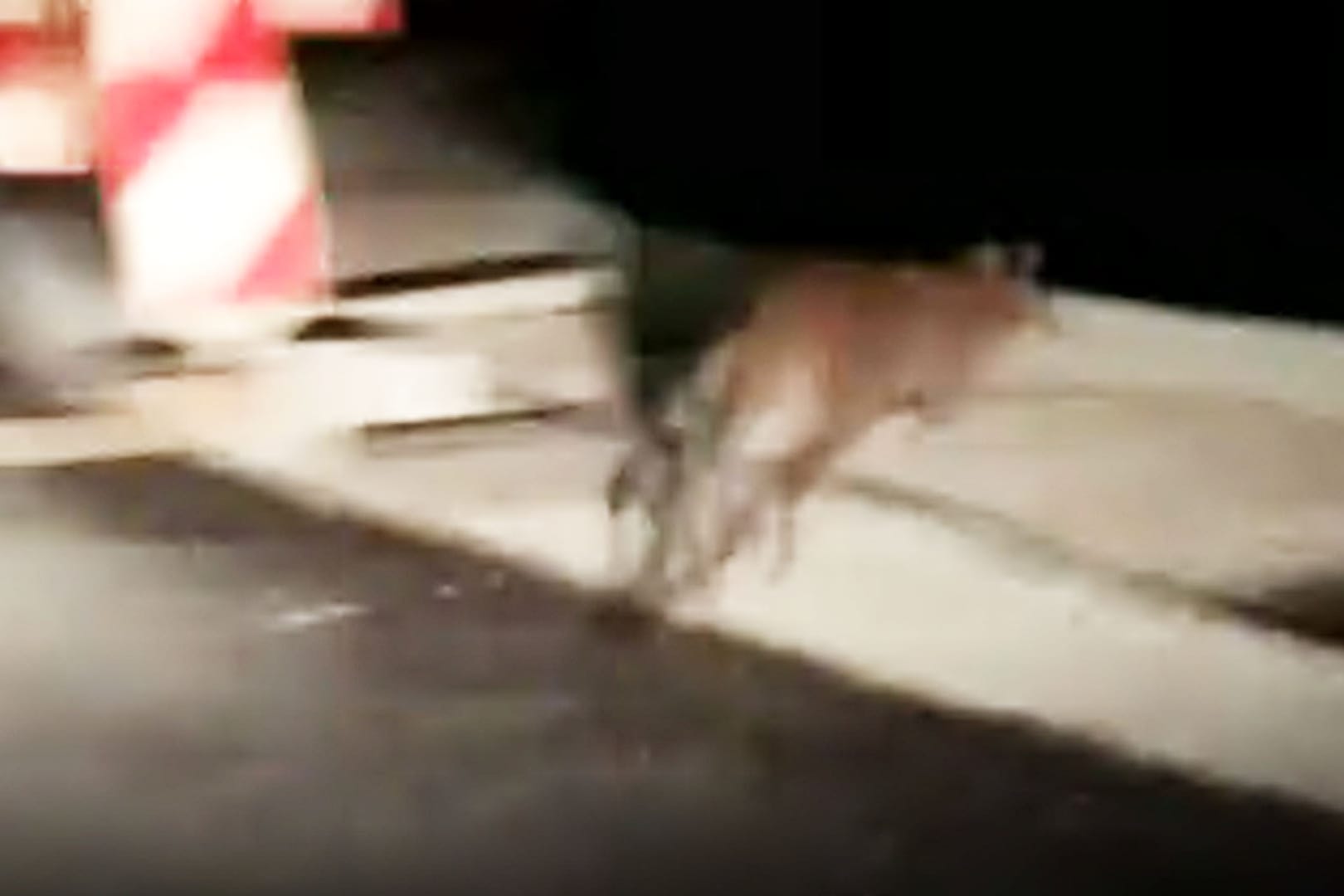Ein Känguru in Bayern.
