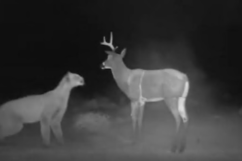 Puma attackiert Hirsch.