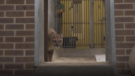 USA: Puma aus New Yorker Wohnung gerettet