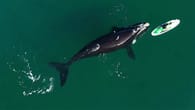 Argentinien: Wal kommt nah und stupst Sportler an