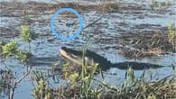 USA: Drohne nervt Alligator – er schnappt zu
