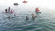 Cornwall: Liebestoller Delfin belästigt Schwimmer