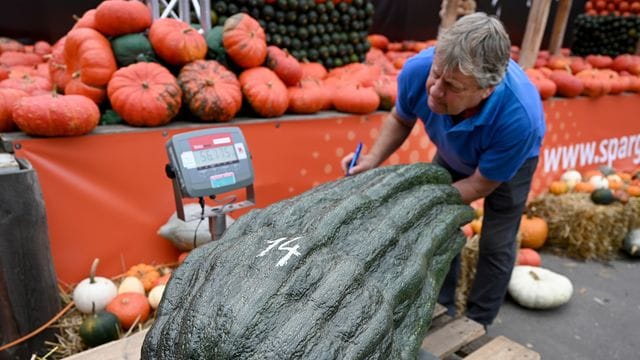 56,75 Kilo brachte diese Zucchini auf die Waage: ein neuer deutscher Rekord.