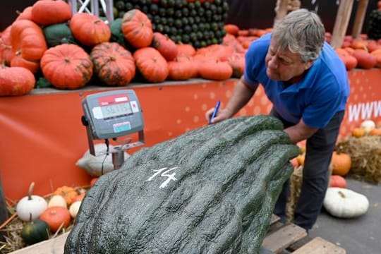 56,75 Kilo brachte diese Zucchini auf die Waage: ein neuer deutscher Rekord.