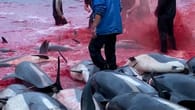 Walfänger schlachten 1.400 Delfine – mitten in Europa