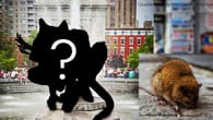 Rattenmann treibt sein Unwesen in New York