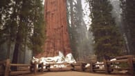 Größter Baum der Welt in Gefahr