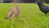 Krähen stürzen sich auf kleine Kaninchen – Mutter greift ein