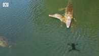 Australien: Drohne steuert direkt auf Krokodil zu – ein..