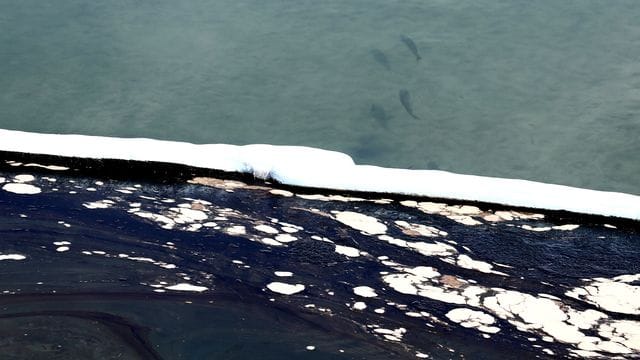 Fische schwimmen im kontaminierten Meerwasser.