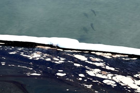 Fische schwimmen im kontaminierten Meerwasser.