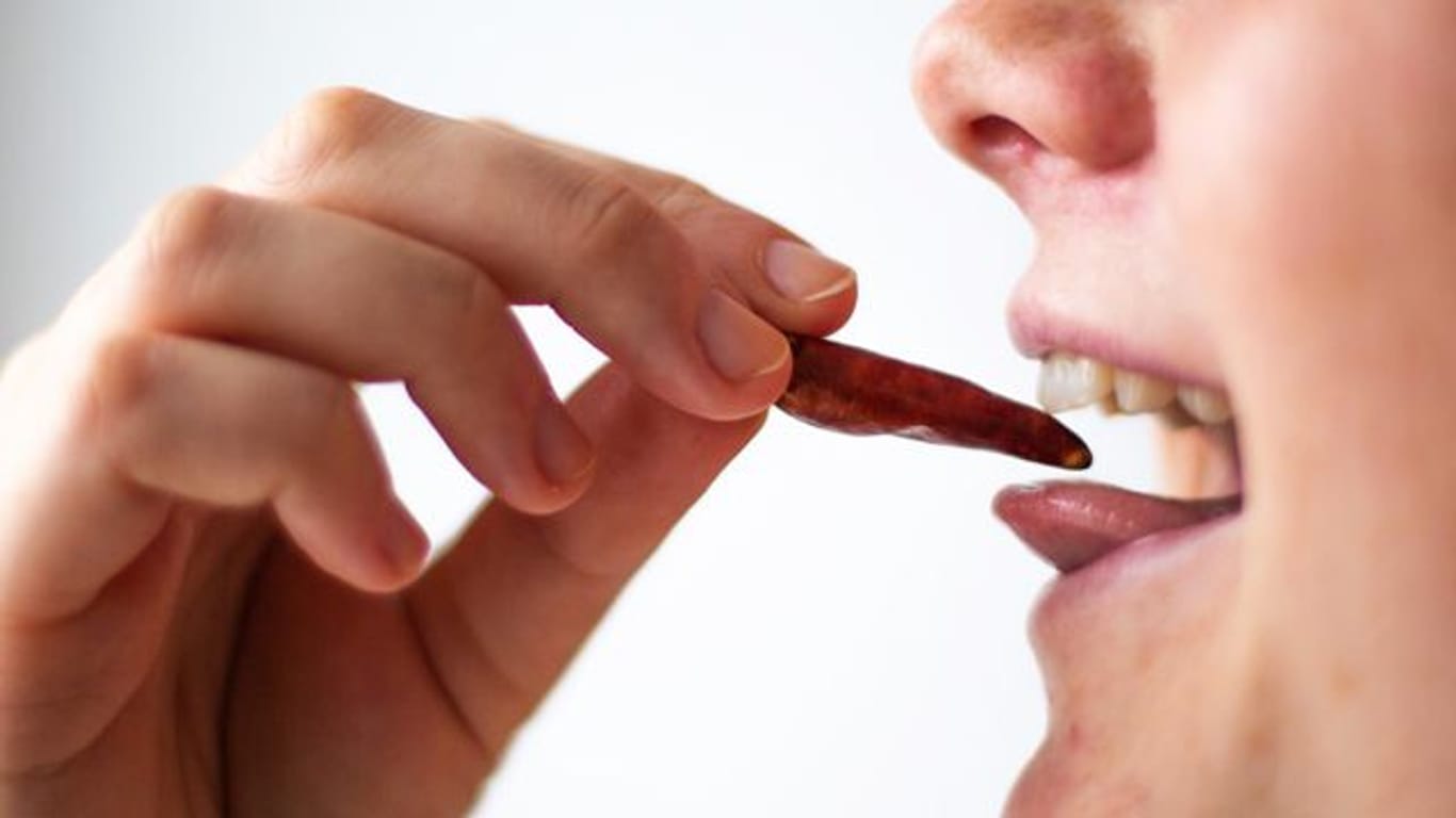 Eine Person hält eine getrocknete Chilischote an ihrem offenen Mund in der Hand.