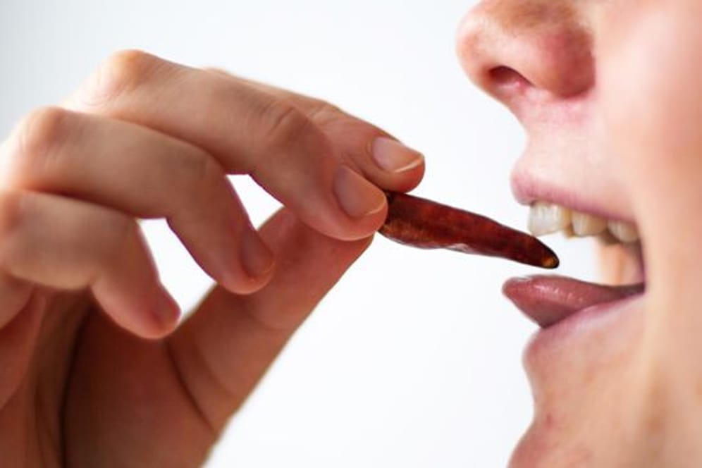 Eine Person hält eine getrocknete Chilischote an ihrem offenen Mund in der Hand.