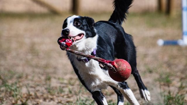 Kluge Haustiere: Manche Hunde können sich Wörter über sehr lange Zeit merken.