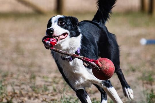 Kluge Haustiere: Manche Hunde können sich Wörter über sehr lange Zeit merken.