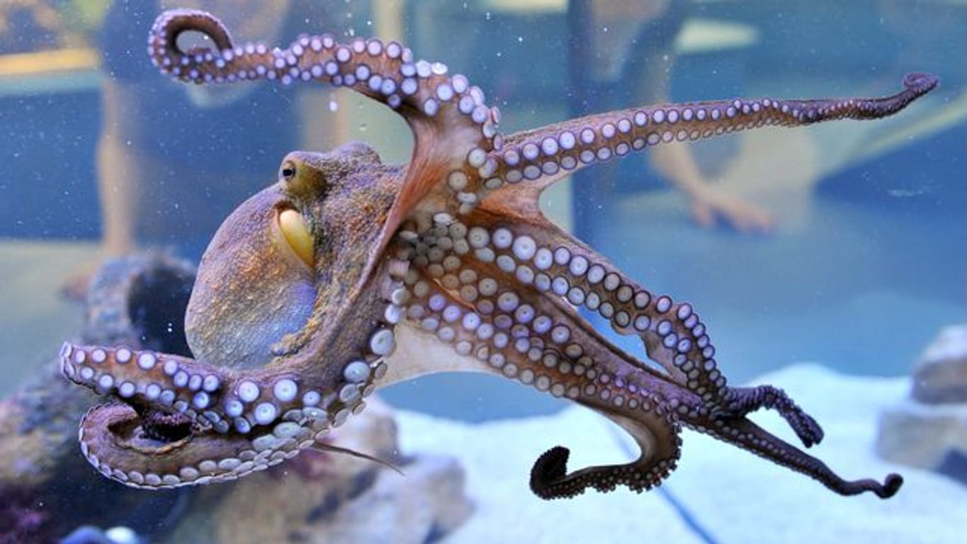 Im Staatlichen Museum für Naturkunde Karlsruhe (Baden-Württemberg) wird ein lebender gemeiner Krake (Octopus vulgaris) gezeigt.