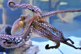 Im Staatlichen Museum für Naturkunde Karlsruhe (Baden-Württemberg) wird ein lebender gemeiner Krake (Octopus vulgaris) gezeigt.