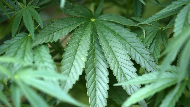 Bei jungen Erwachsenen ist der Cannabiskonsum weiter gestiegen.