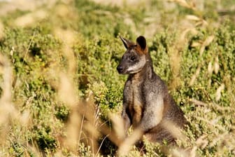 Kängurus stehen in Australien unter besonderem Schutz.