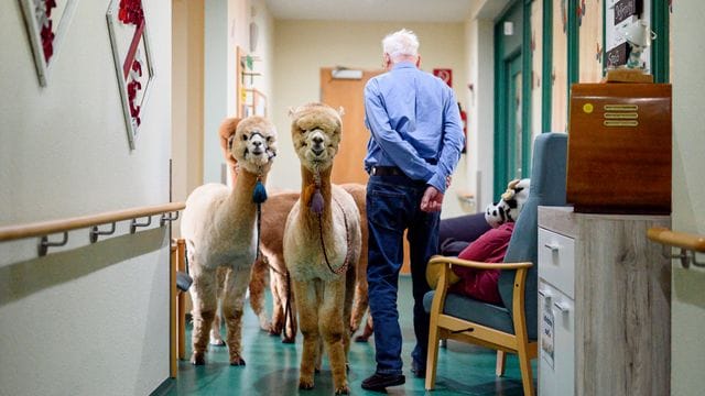 Ungewöhnliche Besucher im Seniorenheim: Zwei Alpakas stehen im Flur neben einem Bewohner.