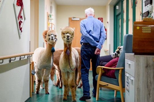 Ungewöhnliche Besucher im Seniorenheim: Zwei Alpakas stehen im Flur neben einem Bewohner.