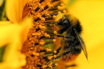 Eine mit Pollen bedeckte Hummel auf einer Sonnenblume.