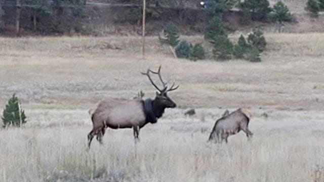 Der Wapiti-Hirsch, der nach zwei Jahren von einem Autoreifen um den Hals befreit werden konnte.