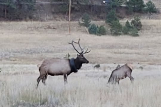 Der Wapiti-Hirsch, der nach zwei Jahren von einem Autoreifen um den Hals befreit werden konnte.