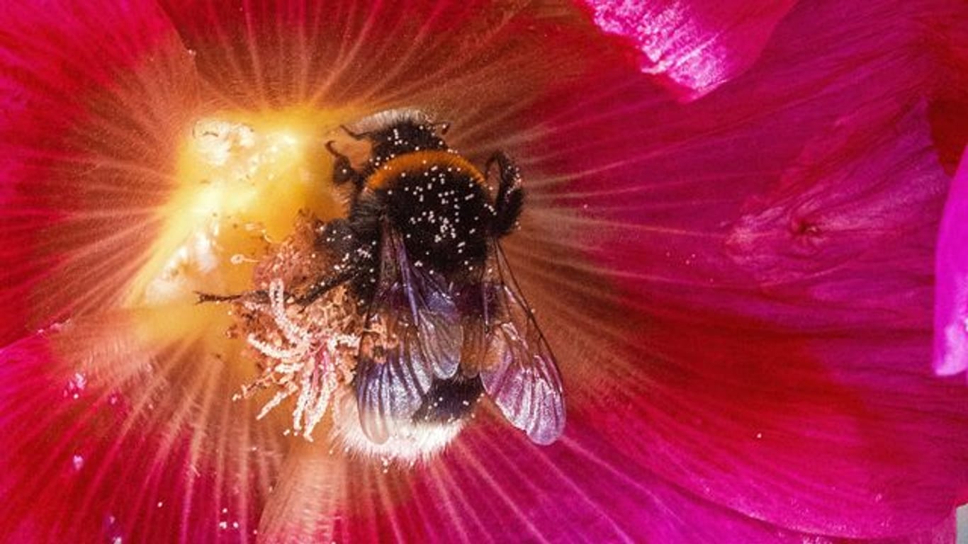 Eine Hummel sammelt Pollen.