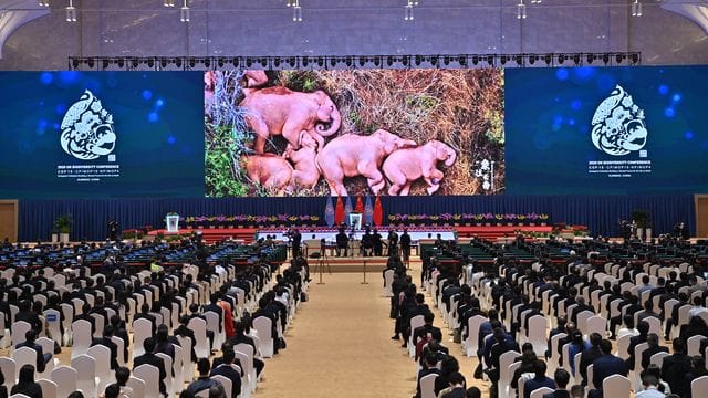 Ein Videoclip mit Elefanten wird während der Eröffnungszeremonie der UN-Weltnaturschutzkonferenz (COP 15) in der südwestchinesischen Provinz Yunnan gezeigt. Ein Videoclip mit Elefanten wird während der Eröffnungszeremonie der UN-Weltnaturschutzkonferenz (COP 15) in der südwestchinesischen Provinz Yunnan gezeigt.
