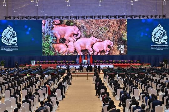 Ein Videoclip mit Elefanten wird während der Eröffnungszeremonie der UN-Weltnaturschutzkonferenz (COP 15) in der südwestchinesischen Provinz Yunnan gezeigt.