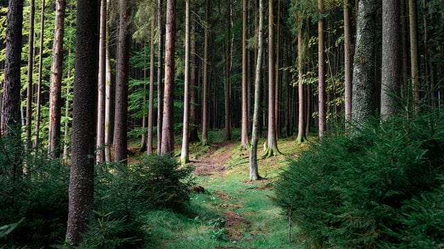 Ein achtjähriges Mädchen aus Berlin hat sich im Wald an der deutsch-tschechischen Grenze verirrt. Ein achtjähriges Mädchen aus Berlin hat sich im Wald an der deutsch-tschechischen Grenze verirrt.