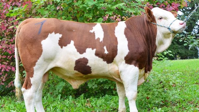 Der Fleckviehbulle Senator soll noch viele Nachkommen zeugen. Der Fleckviehbulle Senator soll noch viele Nachkommen zeugen.