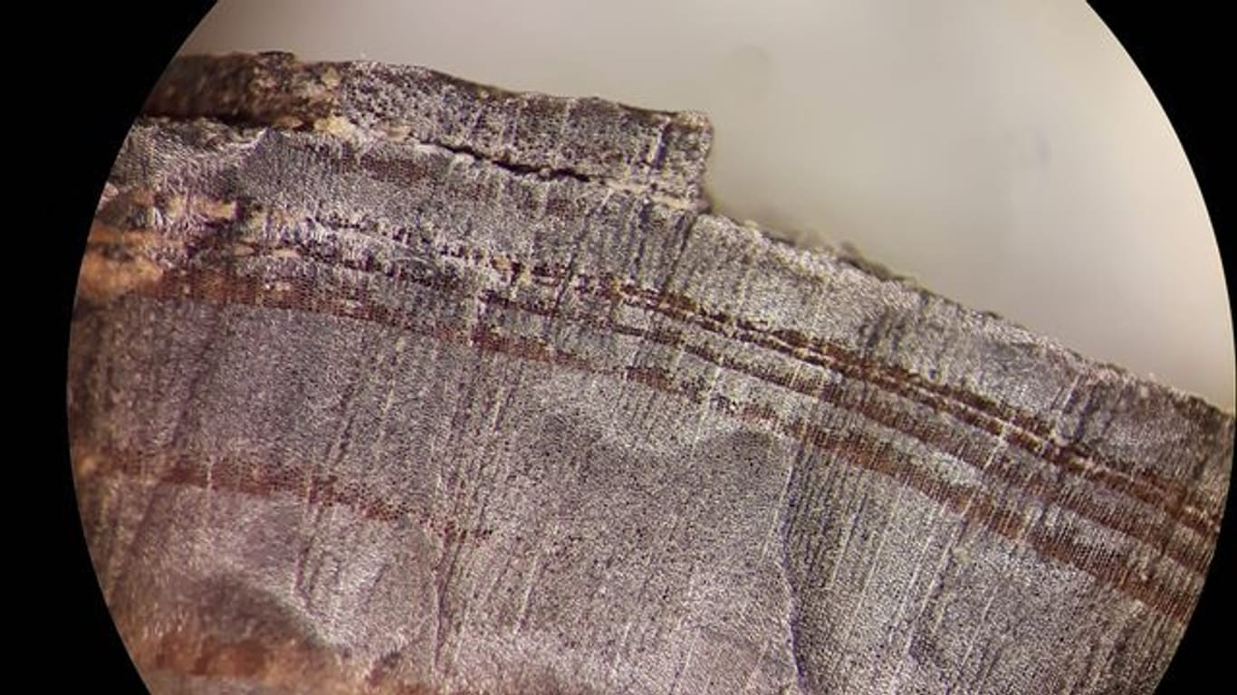 Mikroskopische Aufnahme eines Holzfragments aus den nordischen Schichten in L'Anse aux Meadows.